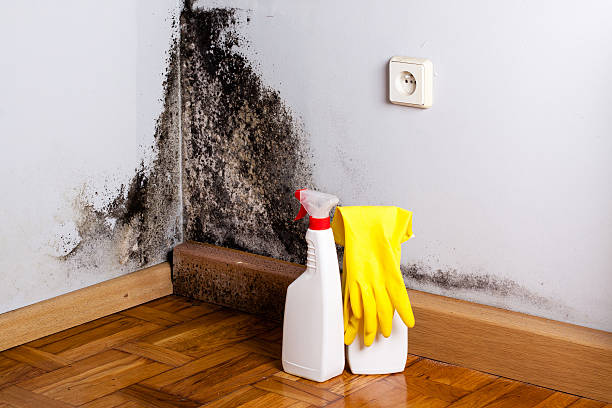 Best Commercial Mold Removal  in USA